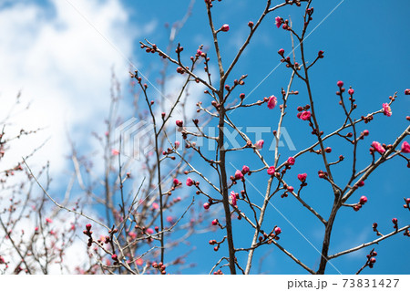 梅の花の蕾、青空 73831427