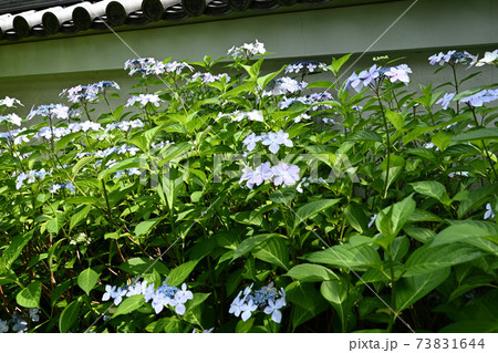 紫陽花いろいろ 都心の紫陽花 紫陽花いろいろ 都心の紫陽花 73831644