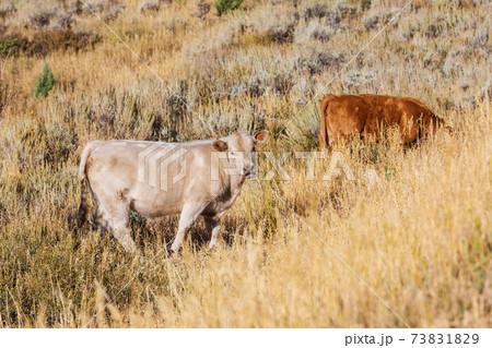 White cow 73831829