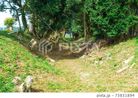 外堀跡 牧ノ原台地に広がる茶畑に遺る諏訪原城跡（戦国時代の城跡、武田方の山城） 73831894