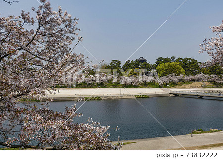 愛知県、岡崎公園桜まつり（2020年） 73832222