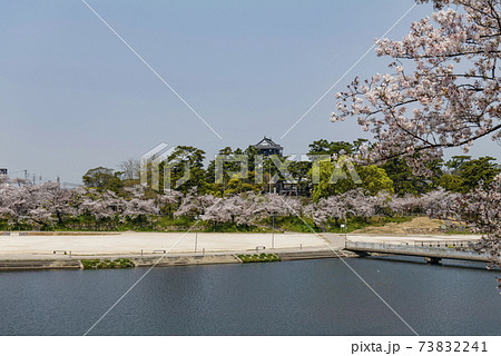 愛知県、岡崎公園桜まつり(2020年) 愛知県、岡崎公園桜まつり(2020年) 73832241