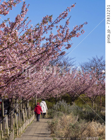 なぎさ公園の河津桜・江戸川区 73832251