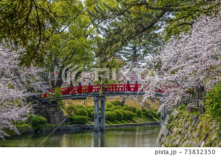 岡崎公園桜まつり(愛知県) 岡崎公園桜まつり(愛知県) 73832350
