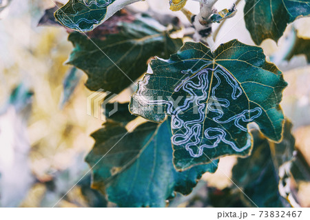 a leaf of a bush damaged by a leafminer. a leaf of a bush damaged by a leafminer. 73832467
