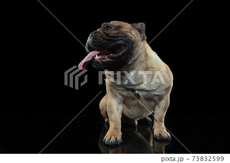 Young French Bulldog is posing. Cute doggy or pet is playing, running and looking happy isolated on black background. Young French Bulldog is posing. Cute doggy or pet is playing, running and looking happy isolated on black background. 73832599