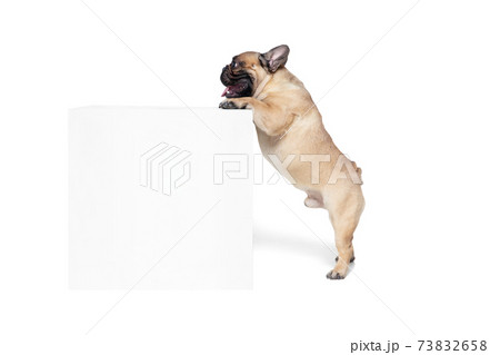 Young French Bulldog is posing. Cute doggy or pet is playing, running and looking happy isolated on white background. Young French Bulldog is posing. Cute doggy or pet is playing, running and looking happy isolated on white background. 73832658
