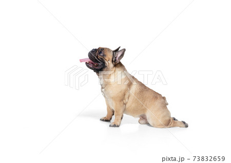 Young French Bulldog is posing. Cute doggy or pet is playing, running and looking happy isolated on white background. Young French Bulldog is posing. Cute doggy or pet is playing, running and looking happy isolated on white background. 73832659