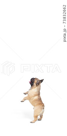 Young French Bulldog is posing. Cute doggy or pet is playing, running and looking happy isolated on white background. 73832662