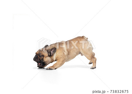 Young French Bulldog is posing. Cute doggy or pet is playing, running and looking happy isolated on white background. Young French Bulldog is posing. Cute doggy or pet is playing, running and looking happy isolated on white background. 73832675