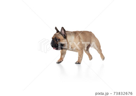 Young French Bulldog is posing. Cute doggy or pet is playing, running and looking happy isolated on white background. Young French Bulldog is posing. Cute doggy or pet is playing, running and looking happy isolated on white background. 73832676