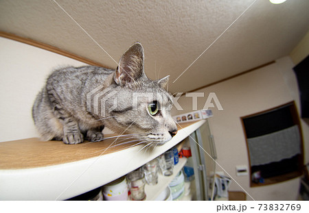 棚の上の猫（魚眼レンズ）　サバトラ猫 73832769
