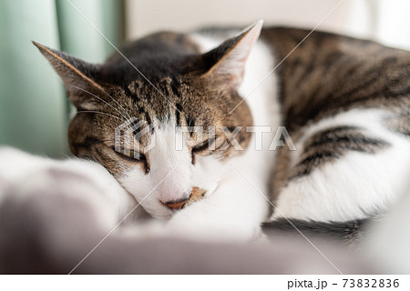 くつろぐ猫　キジトラ猫 73832836