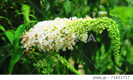 フジウツギ属の花のある風景 フサフジウツギ の写真素材