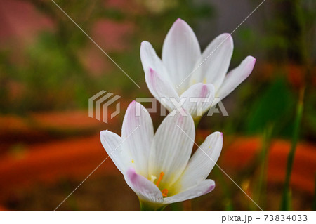 Two Crocus Vernus flowers in full bloom Two Crocus Vernus flowers in full bloom 73834033