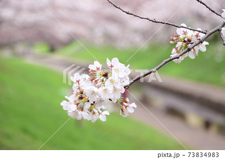 桜（ソメイヨシノ） 73834983