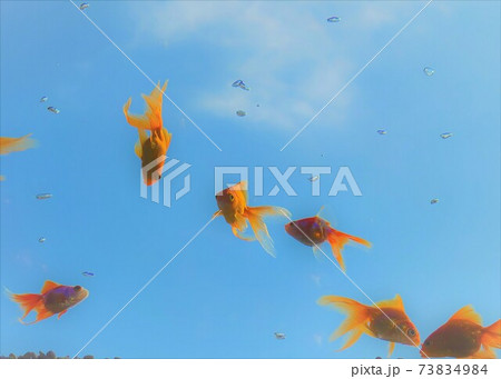 青空飛ぶ金魚 73834984