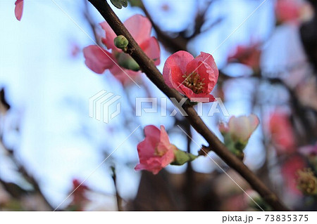 早咲きの梅の花にほころぶピンクの花の写真素材