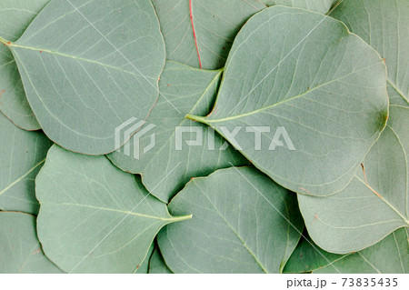 Background, Texture made of green eucalyptus leaves. Flat lay, top view 73835435