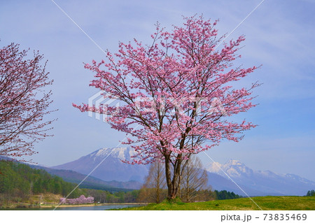 黒姫山・妙高山を背景に満開になった飯綱町霊仙寺湖の小彼岸桜 黒姫山・妙高山を背景に満開になった飯綱町霊仙寺湖の小彼岸桜 73835469