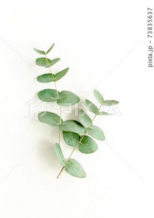 Green leaves eucalyptus isolated on white background. 73835637
