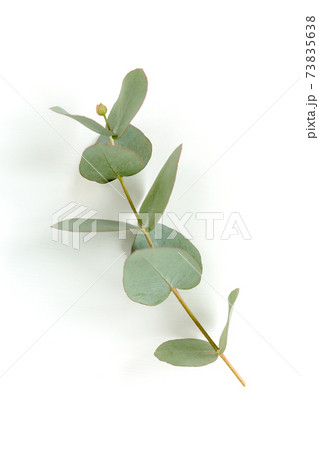 Green leaves eucalyptus isolated on white background. Green leaves eucalyptus isolated on white background. 73835638