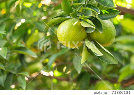 オレンジ色 オレンジ 橙 73836181