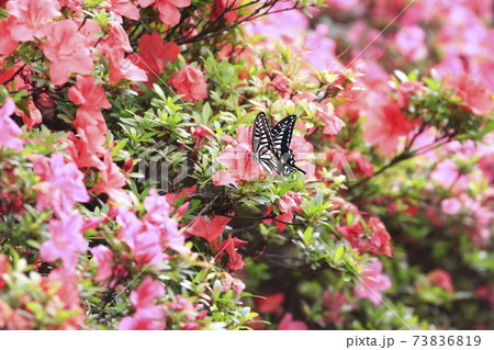 ツツジの蜜を吸うアゲハチョウ ツツジの蜜を吸うアゲハチョウ 73836819