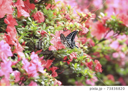 ツツジの蜜を吸うアゲハチョウ　　　　　 73836820