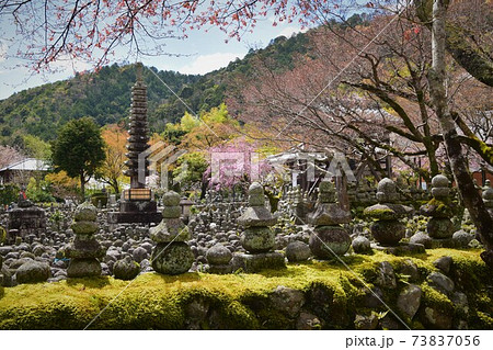 春のあだし野念仏寺 風景 春のあだし野念仏寺 風景 73837056