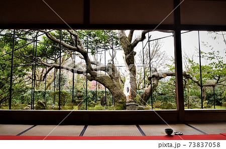 宝泉院 春の額縁庭園 宝泉院 春の額縁庭園 73837058