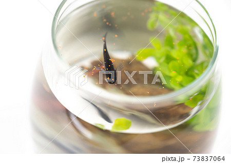 アクアリウム 餌を食べる黒メダカの写真素材