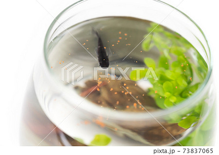 アクアリウム 餌を食べる黒メダカの写真素材