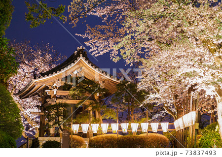 寺と夜桜 73837493