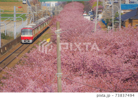 河津桜と京急線（三浦海岸） 73837494