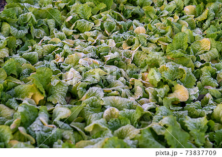 凝った畑 73837709