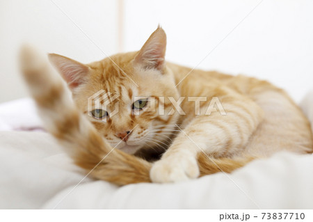 飼い猫シリーズ 尻尾を捕まえた 73837710