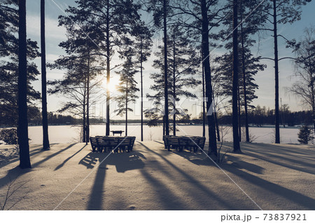 Pine forest by the lake on a sunny winter day Pine forest by the lake on a sunny winter day 73837921