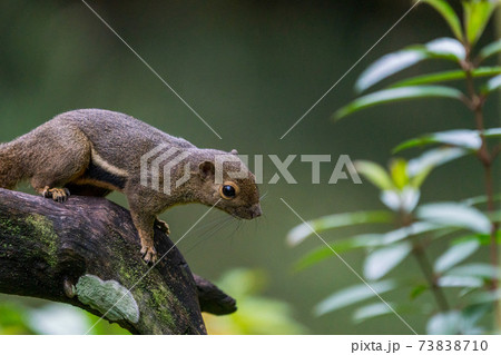【リス】シンガポールのバナナリス 【リス】シンガポールのバナナリス 73838710