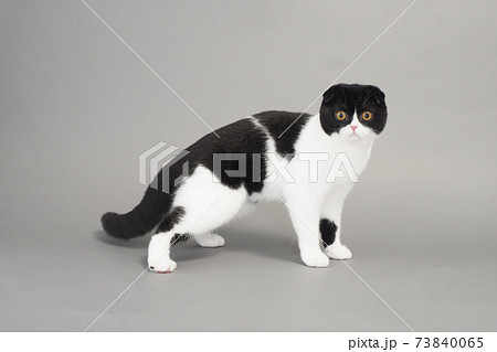 カメラ目線のスコティッシュフォールド 73840065