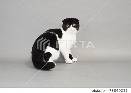 振り向いたスコティッシュフォールド 73840231