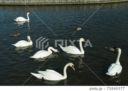 A flock of white swans and ducks on the lake on a sunny day A flock of white swans and ducks on the lake on a sunny day 73840377