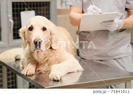 Domestic dog at clinic Domestic dog at clinic 73841011