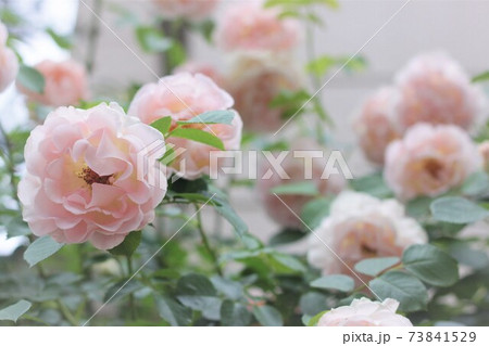 ピンク バラの花 花 73841529