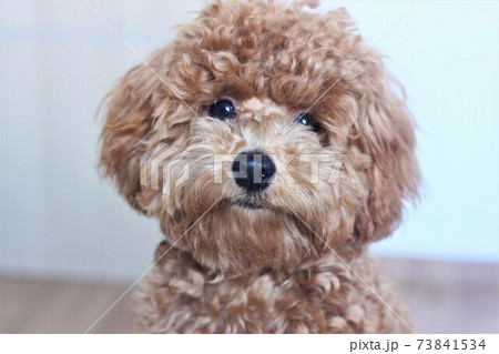 アプリコット 犬 動物の写真素材