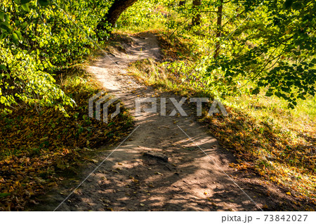 Beautiful forest path illuminated by the sun at sunset. August, summer Beautiful forest path illuminated by the sun at sunset. August, summer 73842027