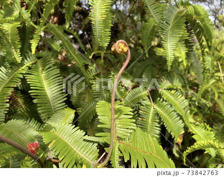 ハワイの植物シダ 73842763