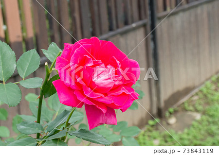花 フラワー お花 73843119