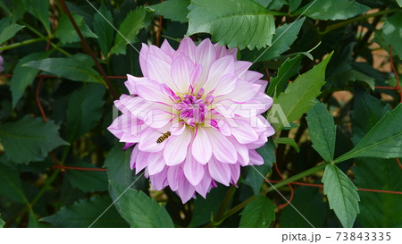 白いピンクの縁取りのダリアと花アブ 上から 2787の写真素材