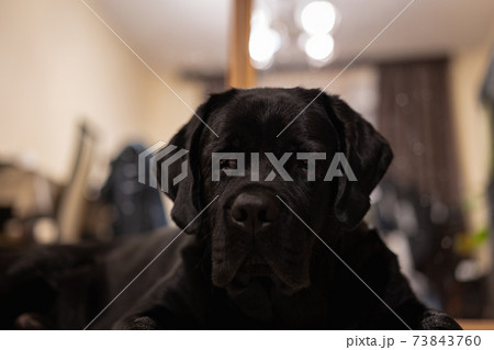 Portrait of a black labrador 73843760